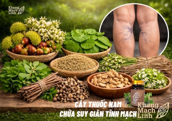 Cây thuốc nam chữa suy giãn tĩnh mạch: Top 7 thảo dược \"vàng\" và cách dùng hiệu quả