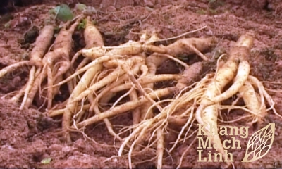 Đan sâm – Vị thuốc cho người bị viêm mao mạch